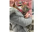 Adopt Willow - LOVES KIDS and ATTENTION a Tabby - Grey Torbie