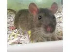 Adopt Warren a Rat Rat