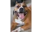 Adopt Bella a TanYellowFawn - with White American Staffordshire 