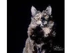 Adopt Larkin a Tortoiseshell Domestic Mediumhair (medium coat) c