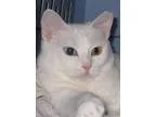Adopt Myst (FCar) a White Domestic Shorthair  Mixed (short coat)