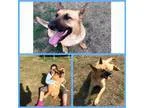 Adopt Judd a Belgian Shepherd Malinois German Shepherd Dog