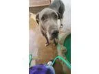 Adopt Boots a Great Dane