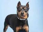 Adopt MURPHY a Miniature Pinscher  Mixed dog in Phoenix AZ (1542