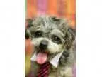 Adopt Candy a Poodle