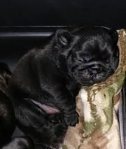 Pug Male Puppy