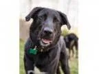 Adopt Enzo - Smartest kid in the room a Black Labrador Retriever