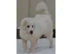 Adopt Trina a White Great Pyrenees  Mixed dog in Pacific MO (148