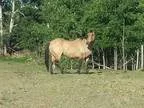 AQHA Quarter Horse Gelding