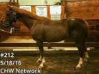 Chw Auction Nerk in Cranbury New Jersey Horses PAST DEADLI