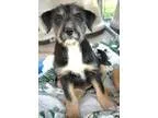 Adopt Torrie a Tricolor (TanBrown and Black and White) Wheaten T