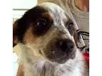 Adopt Baloo a Shepherd (Unknown Type)  Australian Cattle Dog  Mi