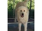 Adopt Lewis a White Great Pyrenees  Mixed dog in Pacific MO (154