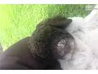 AKC Standard Poodle Girl Puppy-Judy