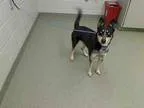 Hila - Female Shepherd (Unknown Type)Border Collie