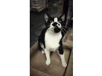 Adopt Lily a Domestic Short Hair