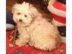 Adopt Toots a Poodle