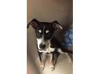 Adopt Walter a German Shepherd Dog