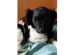 Adopt Jean Claude a Black - with White Papillon  Mixed dog in Br