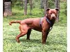 Adopt Bear(L)(90 lb) Great Family Pet a BrownChocolate Labrador 