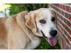 Adopt Adam a TanYellowFawn - with White Golden Retriever  Mixed 