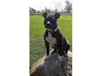 Adopt Velvet a Pit Bull Terrier