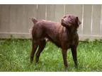 Adopt Summer a RedGoldenOrangeCh estnut - with Black Retriever (
