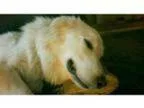 Adopt Frye a Great Pyrenees