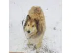 Adopt River a TanYellowFawn Collie  Samoyed  Mixed dog in Salt L