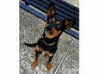 Adopt Momo a Dachshund Miniature Pinscher