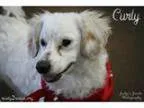 Adopt Curly a Dachshund Poodle