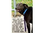 Adopt Blaster a Black Labrador Retriever  Mixed dog in Canton CT