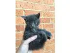 Adopt Jackpot a American Shorthair cat in oklahoma city OK (1555