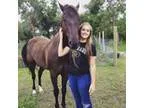 Broke Gelding For Sale