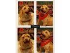 Adopt Taco a TanYellowFawn - with White Pit Bull Terrier  Mixed 