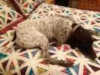 Adopt Cosmo (Fort Worth) a German Shorthaired Pointer
