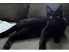 Adopt Batman a Bombay