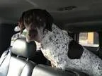 Adopt Luke (Dallas) a German Shorthaired Pointer
