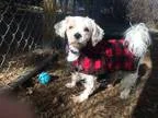 Adopt Jordan a White Bichon Frise  Lhasa Apso  Mixed dog in New 