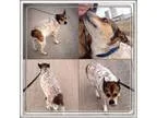 Adopt GiGi a Australian Cattle Dog (Blue Heeler) Beagle