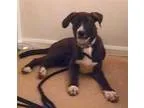 Adopt Nakota a Black - with White Border Collie  Mixed dog in Al