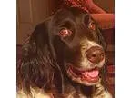 Adopt Sadie a Munsterlander