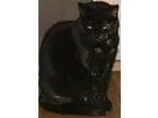 Adopt sahara a Tortoiseshell