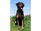 Adopt Roxie a Coonhound