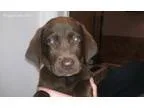 ChocolateLab