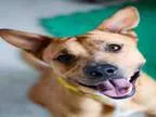 Adopt DALLAS a German Shepherd Dog
