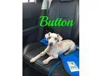 Adopt Button a White Poodle (Toy or Tea Cup)  Mixed dog in Maitl