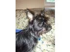 Adopt Sonny a Black Terrier (Unknown Type Small)  Mixed dog in V