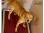 Noel - Female Domestic Shorthair Mix