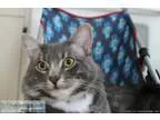 Lost Gray Cat White Paws